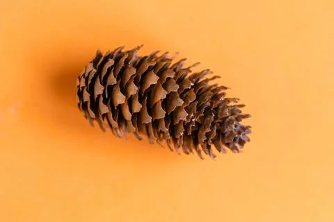 Fir cone isolated on bright orange background, top view Stock Photos