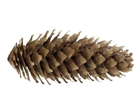 Fir cone isolated Stock Photos