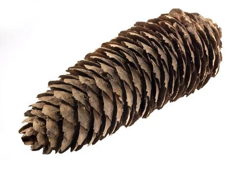 Fir cone isolated 스톡 사진