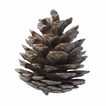 Fir cone isolated Fotos de archivo