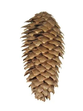 Fir cone isolated on white background. Stock-Fotos