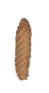 Fir cone isolated on white background. Foto stock