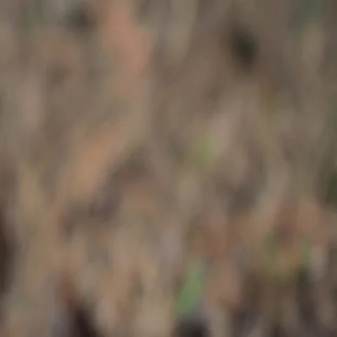 Fir cone lying on the ground. Autumn. Summer. Closeup. Vidéo 69401339