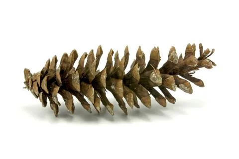 Fir-cone Stock Photos