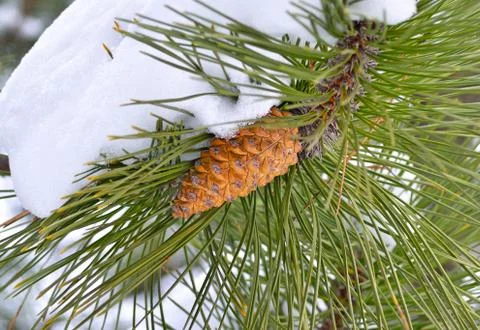 Fir cone Stock Photos