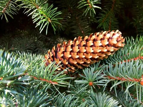 Fir cone Stock Photos