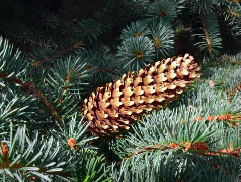 Fir cone Stock Photos