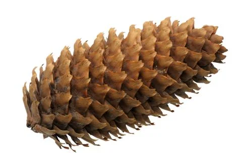 Fir-cone Stock Photos
