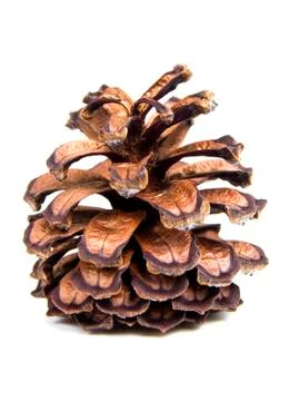 Fir-cone Foto stock