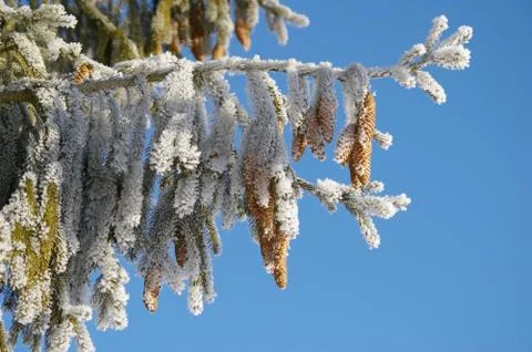 Fir cone Stock Photos