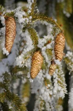 Fir cone Stock Photos