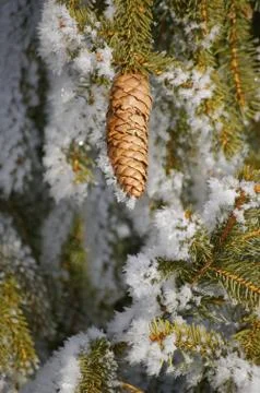 Fir cone Stock Photos