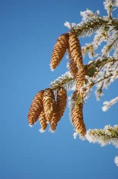 Fir cone Stock Photos