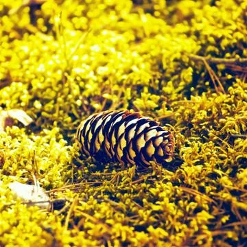 Fir Cone Stock Photos