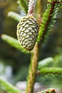 Fir cone Stock Photos