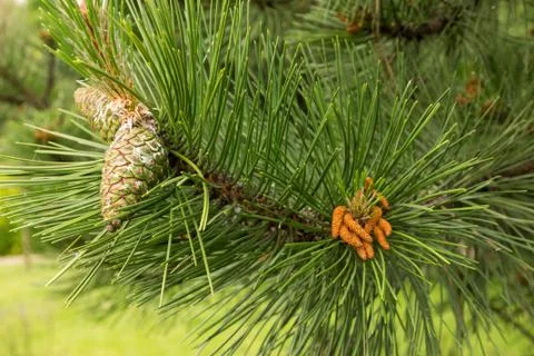 Fir-cone Stock Photos