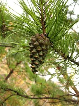 Fir cone Stock Photos