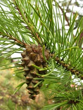Fir cone Stock Photos