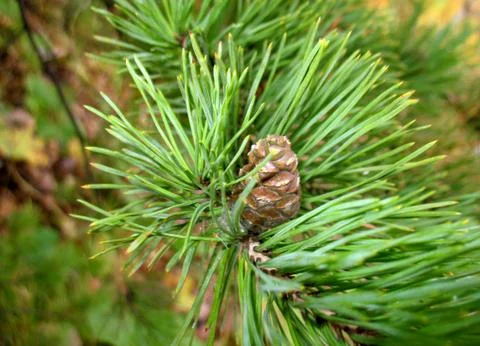 Fir cone Stock Photos