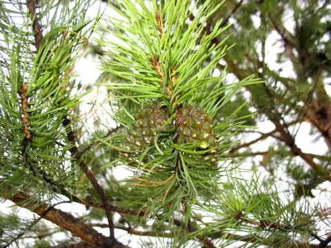 Fir cone Stock Photos