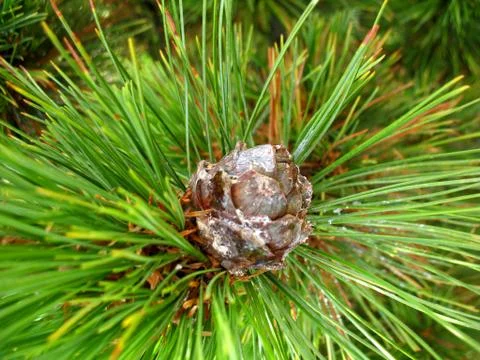 Fir cone Stock Photos
