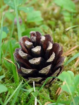 Fir cone Stock Photos