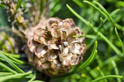Fir-cone Stock Photos
