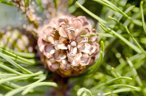 Fir-cone Stock Photos