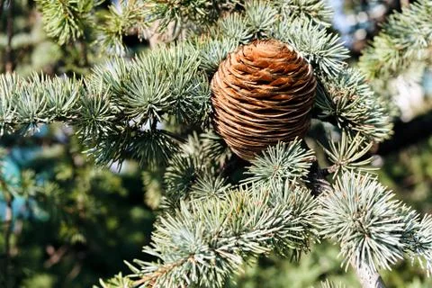 Fir cone of the spruce Stock Photos