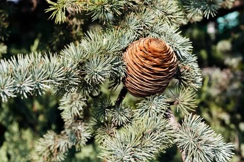 Fir cone of the spruce Stock Photos