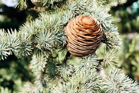 Fir cone of the spruce Stock Photos