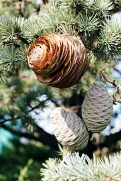 Fir cone of the spruce Stock Photos
