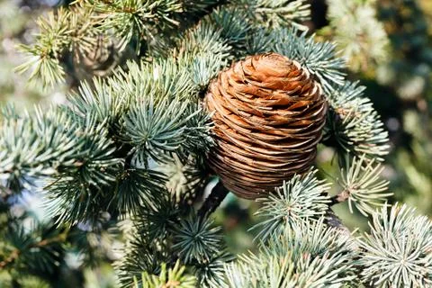 Fir cone of the spruce Stock Photos