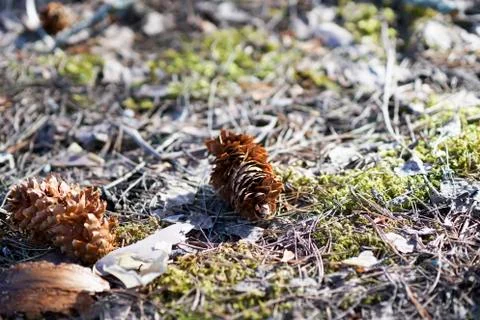 Fir-cone in the sun closeup Stock Photos