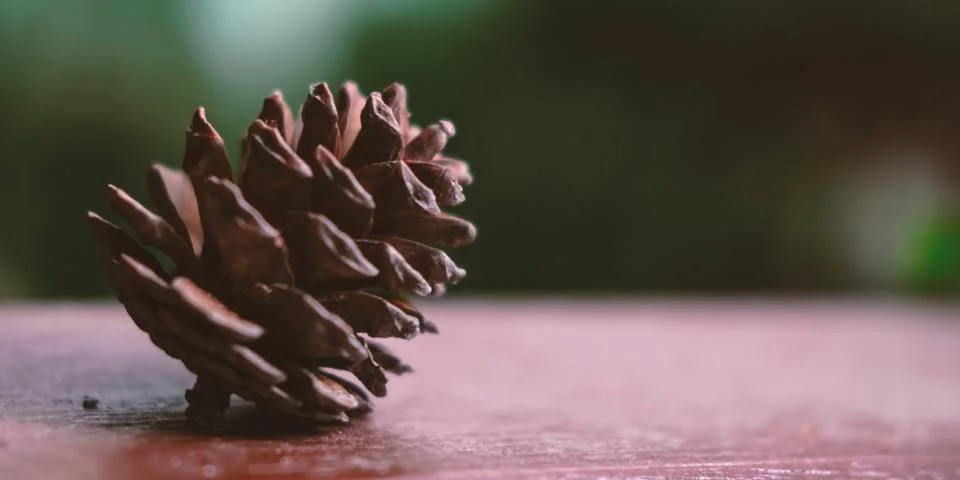 Fir cone on table surface close up view 스톡 사진