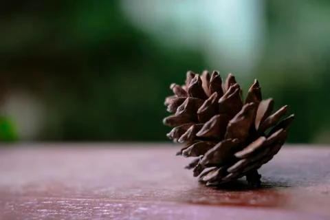 Fir cone on table surface close up view 스톡 사진
