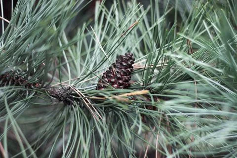 Fir cone on tree branch , close up Stock Photos