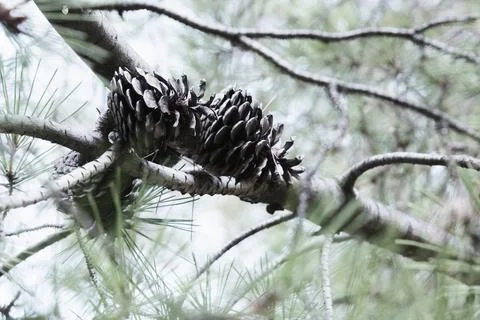 Fir cone up view, pine tree cones on the branch outdoor, fir plant with cone. 库存照片