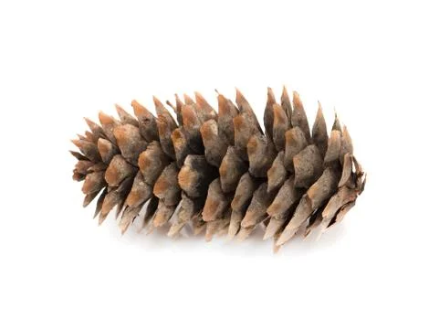 Fir-cone on a white background Stock Photos