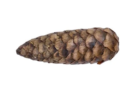 A fir a cone on a white background Stock Photos