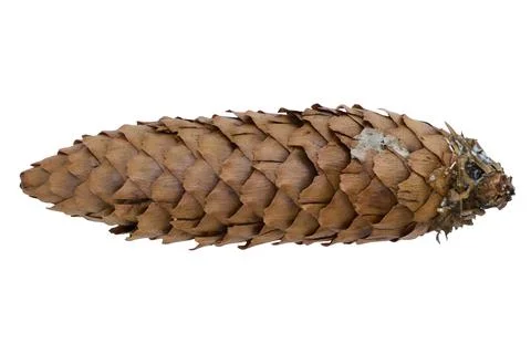 A fir a cone on a white background Stock Photos