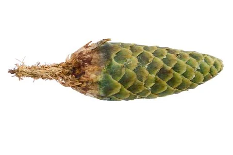 A fir a cone on a white background Foto stock