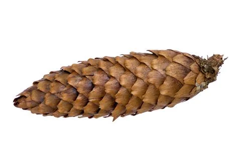 A fir a cone on a white background Stock Photos