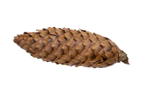 A fir a cone on a white background Stock Photos