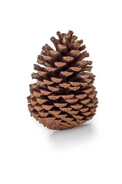 Fir cone on white Stock Photos