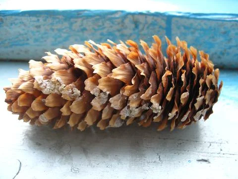 Fir cone on the windowsill Stock Photos