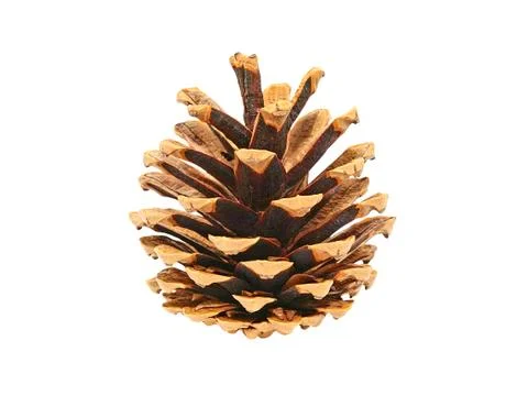 Fir cone.isolated. Stock Photos