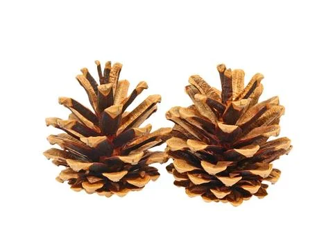 Fir cone.isolated. Stock Photos