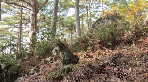 Fir cones and spruce needles Stock Footage 56911255