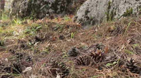 Fir cones and spruce needles Stock Footage 56911687